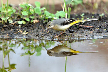 lavandera cascadeña comiendo y bañándose en el estanque de parque (motacilla cinerea)