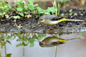 lavandera cascadeña comiendo y bañándose en el estanque de parque (motacilla cinerea). Guaro Andalucía España