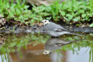 lavandera blanca​ o aguzanieves en el estanque del parque (Motacilla alba)