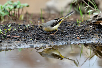 lavandera cascadeña comiendo y bañándose en el estanque de parque (motacilla cinerea)