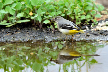lavandera cascadeña comiendo y bañándose en el estanque de parque (motacilla cinerea)