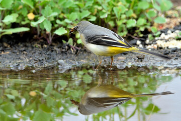 lavandera cascadeña comiendo y bañándose en el estanque de parque (motacilla cinerea)