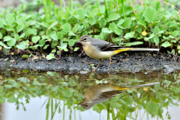 lavandera cascadeña comiendo y bañándose en el estanque de parque (motacilla cinerea)