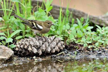 pinzón vulgar en el estanque bebiendo comiendo y bañándose  (Fringilla coelebs)