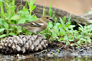 pinzón vulgar en el estanque bebiendo comiendo y bañándose  (Fringilla coelebs)