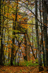 autumn in the forest