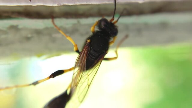 Close-up of a yellow-legged mud wasp on a glass surface