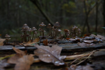 mushrooms on a tree