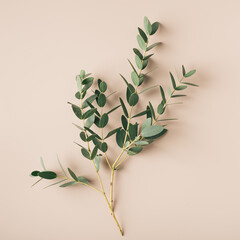 pistachio branch on a plain beige background