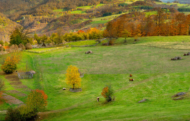 autumn landscape with cows