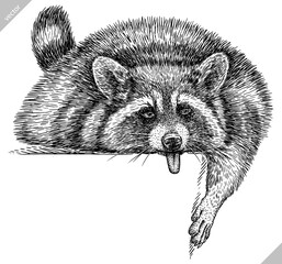 Vintage engrave isolated raccoon set illustration cut ink sketch. Wild pet background line thief racoon vector art