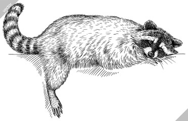Vintage engrave isolated raccoon set illustration cut ink sketch. Wild pet background line thief racoon vector art