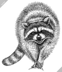 Vintage engrave isolated raccoon set illustration cut ink sketch. Wild pet background line thief racoon vector art © Turaev