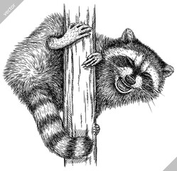 Vintage engrave isolated raccoon set illustration cut ink sketch. Wild pet background line thief racoon vector art © Turaev