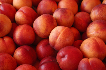 Fototapeta na wymiar picked fresh nectarines. background of ripe peaches, food texture.
