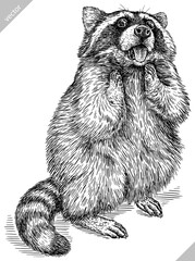 Vintage engrave isolated raccoon set illustration cut ink sketch. Wild pet background line thief racoon vector art