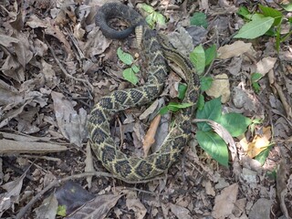 snake in the grass