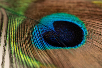 Obraz premium Peacock feather close up. Peacock feather close up. Bright background for screensavers.