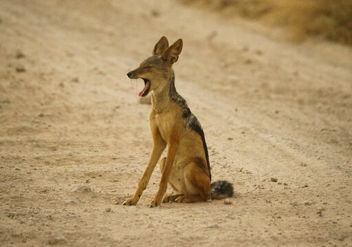 Jackal jawning