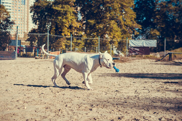 Beautiful white Staff terrier playin at the dog training ground. Dangerous dog breed. Healthy and active pet