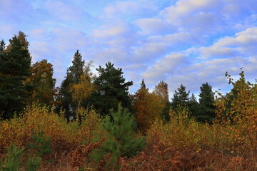 Nice and cloudy autumn day outside. Colorful trees in the forest. Swedish nature in October. Stockholm, Sweden.