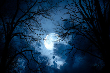 Silhouette dead tree at night for Halloween background.