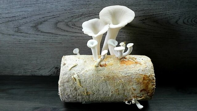 Matured Indian Oyster Mushrooms Surrounded with Immature Pins Growing on Mycelium Bock Panning Shot Footage