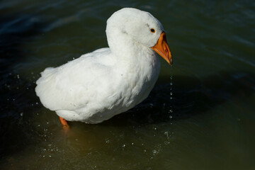 White goose stands in water. Goose washable. Animal in countryside.