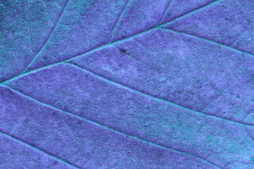 Leaf texture macro closeup. Leaves veins and grooves. Blue toned