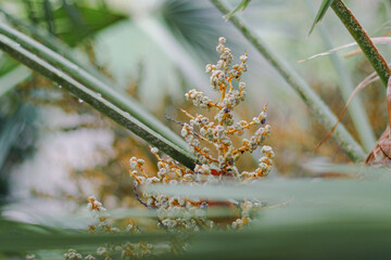 Fiore di palma