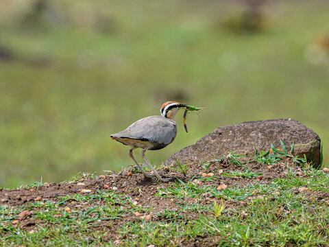 Indian Courser with Grasshopper in the natural habitat on grass land. they usually found where grass is not taller than them.