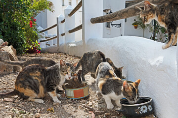 Feral cats eat food left out for them in old cans in the town of Casares in southern Spain.