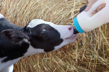 cute little calf   feeding from  bottle against  hay. nursery on a farm. close up