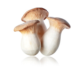 Fototapeta premium Royal oyster mushrooms (Pleurotus eryngii) close-up isolated on a white background