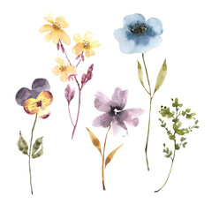 delicate wild flowers and plants, watercolor illustration set.