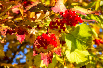Fototapeta premium Viburnum opulus