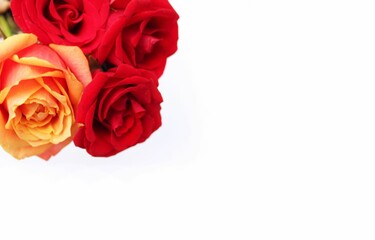 Red roses on a white background. A bright floral arrangement. Background for a greeting card.