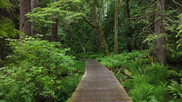 Scenic view of a trail in a green pine forest on Bowen Island, Vancouver, Canada