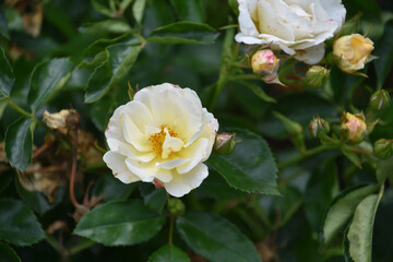 Obraz premium Budding and Blooming Pale Yellow Roses Flowering