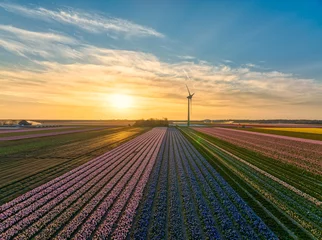 Gordijnen Dutch bulbfields (tulips) at sunset. © Alex de Haas