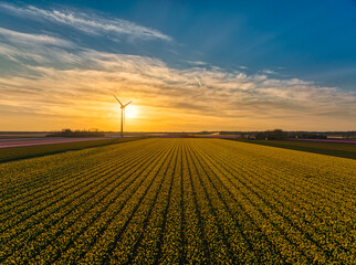 Dutch bulbfields (tulips) at sunset.