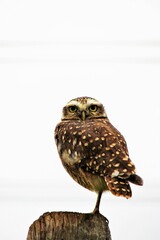 owl on a branch