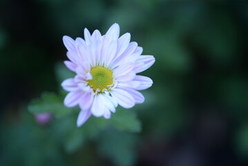 white fluffy daisies, chrysanthemum flowers on a green pink cream delicate  pink chrysanthemums close-up in aster Astra tall perennial,
new english (morozko, morozets) texture gradient purple flower 