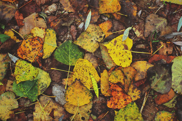 Plano de hojas
Detalle de otoño