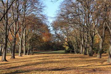 Trees in autumn
