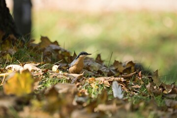 Eurasian nuthatch