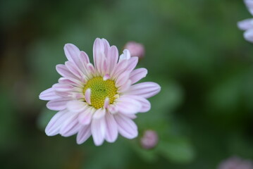 Fototapeta premium white fluffy daisies, chrysanthemum flowers on a green pink cream delicate pink chrysanthemums close-up in aster Astra tall perennial, new english (morozko, morozets) texture gradient purple flower 