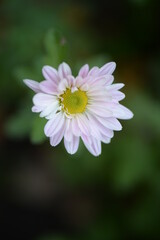 Obraz premium white fluffy daisies, chrysanthemum flowers on a green pink cream delicate pink chrysanthemums close-up in aster Astra tall perennial, new english (morozko, morozets) texture gradient purple flower 