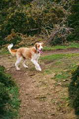 Beautiful dog on the paths of the Jersey island hills
