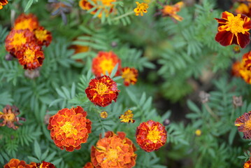 flower tagetes close-up on a green background on an autumn sunny day, orange marigold color, red flowers